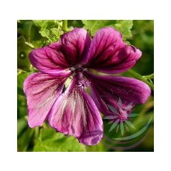 Papsajtmályva ( Mallow ) Éden virágesszencia 