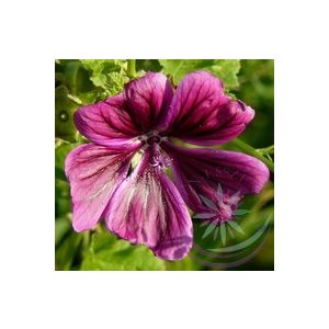 Papsajtmályva ( Mallow ) Éden virágesszencia Papsajtmályva ( Mallow ) Éden virágesszencia
