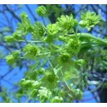 Cukorjuhar ( Maple Sugar ) Éden virágesszencia 