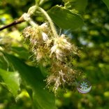 Bach virágterápia-Bükkfa 3.Beech virágesszencia