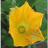 Tökvirág ( Squash ) Éden virágesszencia 