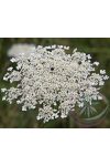 Vadmurok ( Queen Anne's lace) Éden virágesszencia Vadmurok ( Queen Anne's lace) Éden virágesszencia