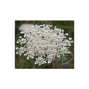 Vadmurok ( Queen Anne's lace) Éden virágesszencia Vadmurok ( Queen Anne's lace) Éden virágesszencia