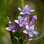 Bach virágterápia -Tárnics ( 12. Gentain ) Bach virágesszencia 