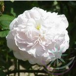  Fehér rózsa ( Koening van daenmark ) Éden virágesszencia 