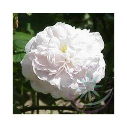    Fehér rózsa ( Koening van daenmark ) Éden virágesszencia 