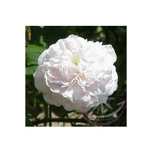  Fehér rózsa ( Koening van daenmark ) Éden virágesszencia 