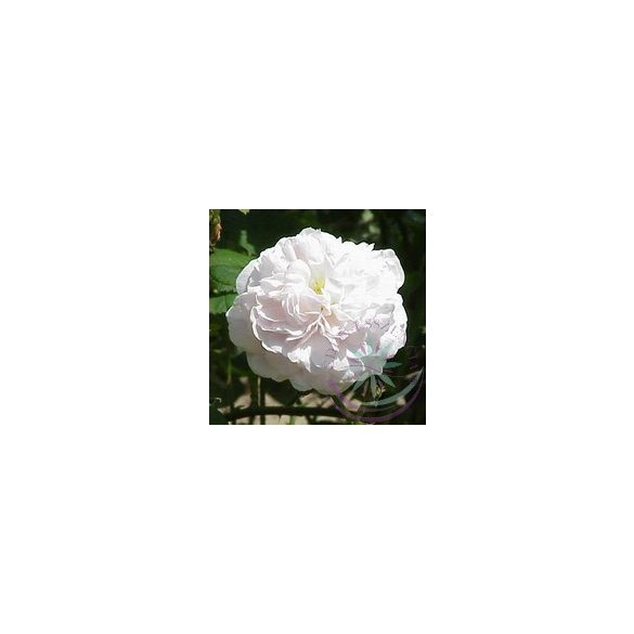  Fehér rózsa ( Koening van daenmark ) Éden virágesszencia 