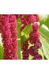 Vörös -Csüngő amaránt ( Amaranthus) Éden virágesszencia Vörös -Csüngő amaránt ( Amaranthus) Éden virágesszencia