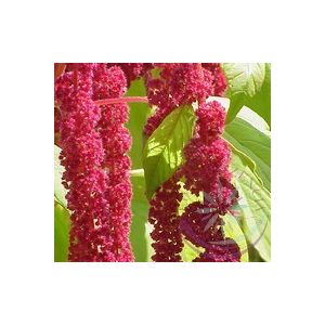 Vörös -Csüngő amaránt ( Amaranthus) Éden virágesszencia Vörös -Csüngő amaránt ( Amaranthus) Éden virágesszencia