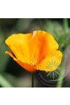 Kaliforniai kakukkmák ( California poppy) Éden virágesszencia Kaliforniai kakukkmák ( California poppy) Éden virágesszencia