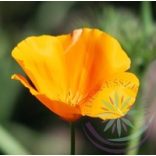 Kaliforniai kakukkmák ( California poppy) Éden virágesszencia 
