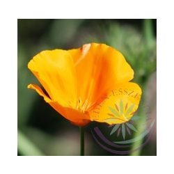   Kaliforniai kakukkmák ( California poppy) Éden virágesszencia 