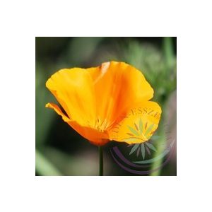 Kaliforniai kakukkmák ( California poppy) Éden virágesszencia Kaliforniai kakukkmák ( California poppy) Éden virágesszencia