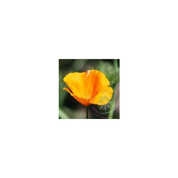 Kaliforniai kakukkmák ( California poppy) Éden virágesszencia 