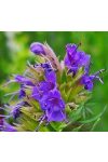 Kerti Izsóp (Hyssop ) Éden virágesszencia Kerti Izsóp (Hyssop ) Éden virágesszencia
