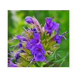 Kerti Izsóp (Hyssop ) Éden virágesszencia 