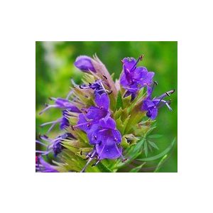 Kerti Izsóp (Hyssop ) Éden virágesszencia Kerti Izsóp (Hyssop ) Éden virágesszencia