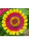 Rézvirág ( Zinnia) Éden virágesszencia Rézvirág ( Zinnia) Éden virágesszencia