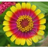 Rézvirág ( Zinnia) Éden virágesszencia 