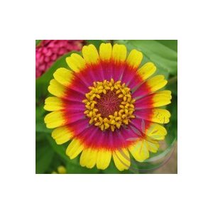 Rézvirág ( Zinnia) Éden virágesszencia Rézvirág ( Zinnia) Éden virágesszencia