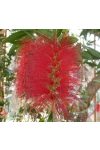 Kefevirág (Bottlebrush) Éden virágesszencia Kefevirág (Bottlebrush) Éden virágesszencia