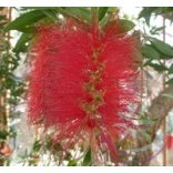 Kefevirág (Bottlebrush) Éden virágesszencia 