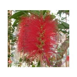 Kefevirág (Bottlebrush) Éden virágesszencia 