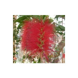 Kefevirág (Bottlebrush) Éden virágesszencia 