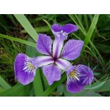 Nőszirom ( Blue flag ) Éden virágesszencia 