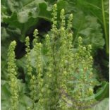 Cukorrépa ( Sugar beet) Éden virágesszencia 