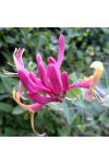 Bach virágterápia-Jerikó lonc ( 16. Honeysuckle ) Bach virágesszencia Bach virágterápia-Jerikó lonc ( 16. Honeysuckle ) Bach virágesszencia