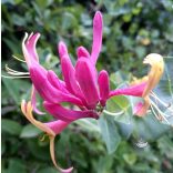 Bach virágterápia-Jerikó lonc ( 16. Honeysuckle ) Bach virágesszencia 