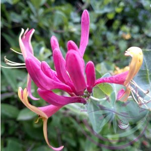 Bach virágterápia-Jerikó lonc ( 16. Honeysuckle ) Bach virágesszencia Bach virágterápia-Jerikó lonc ( 16. Honeysuckle ) Bach virágesszencia