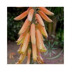 Aloe vera -Éden virágesszencia 