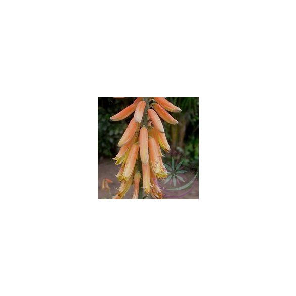 Aloe vera -Éden virágesszencia 