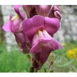 Oroszlánszáj ( Snapdragon ) Éden virágesszencia 