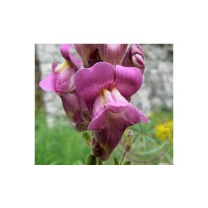 Oroszlánszáj ( Snapdragon ) Éden virágesszencia Oroszlánszáj ( Snapdragon ) Éden virágesszencia