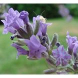 Levendula ( Lavender French) Éden virágesszencia 