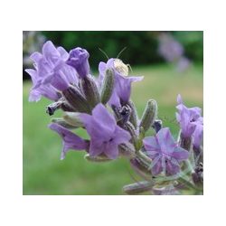 Levendula ( Lavender French) Éden virágesszencia 