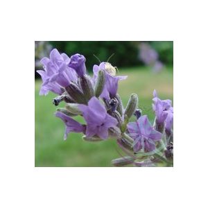 Levendula ( Lavender French) Éden virágesszencia 