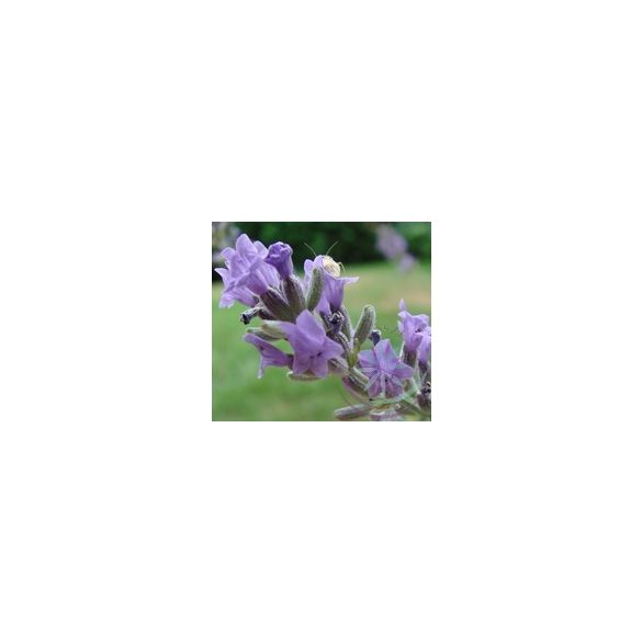 Levendula ( Lavender French) Éden virágesszencia 