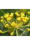 Kapor ( Dill) Éden virágesszencia Kapor ( Dill) Éden virágesszencia