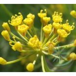 Kapor ( Dill)  Éden virágesszencia 