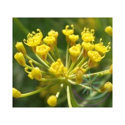 Kapor ( Dill)  Éden virágesszencia 