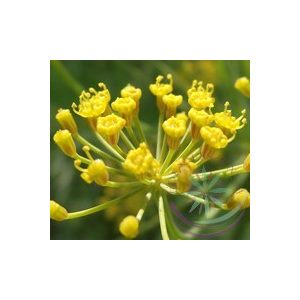 Kapor ( Dill) Éden virágesszencia Kapor ( Dill) Éden virágesszencia