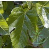 Fügefa ( Fig ) Éden virágesszencia 