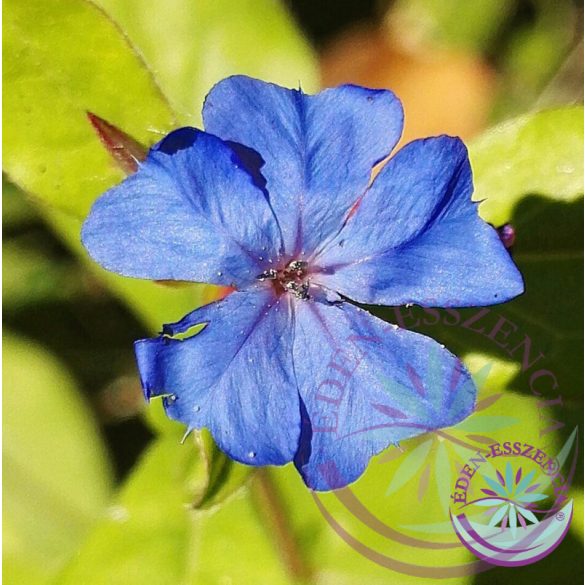 5. Kékgyökér virágesszencia-Bach virágterápia