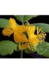 Vérehulló fecskefű ( Celandine) Éden virágesszencia Vérehulló fecskefű ( Celandine) Éden virágesszencia
