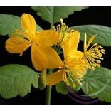 Vérehulló fecskefű ( Celandine) Éden virágesszencia 